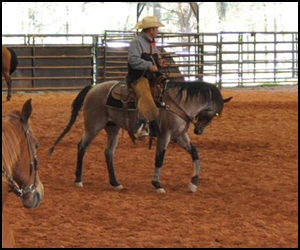 JH Speckles Playboy Demonstrates Flexing at SHOGA Clinic